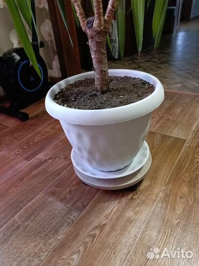 Пальма Юкка