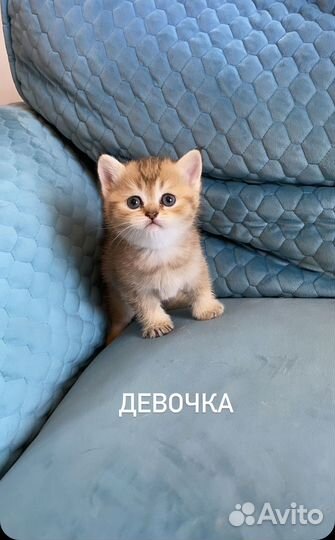 Котята шотландские прямоухие