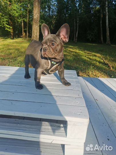 Французский бульдог голубой, лиловый