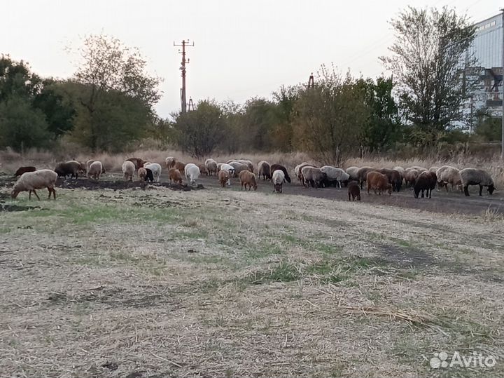 Курдючные бараны овцы