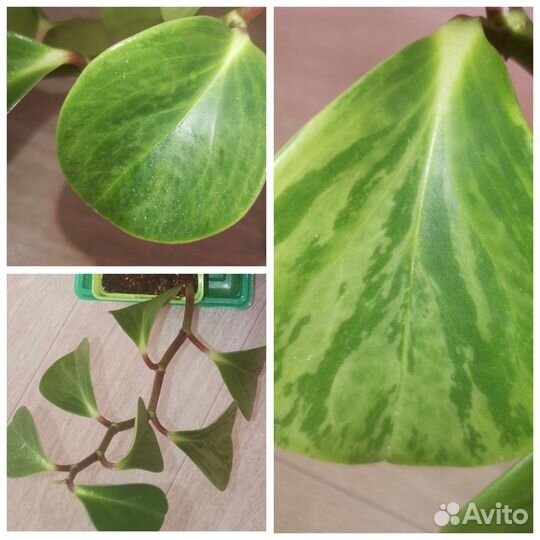 Излишки комнатных цветов