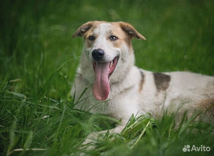 Молодой пёс ищет дом