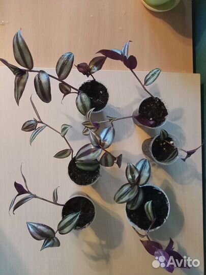 Традесканция 200–250р Талнах