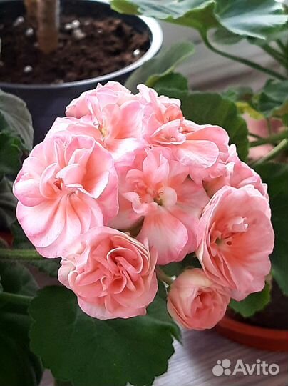 Пеларгония герань сортовая срезы