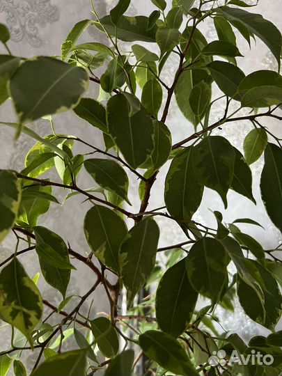 Фикус бенджамина