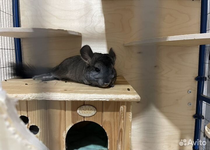 Шиншиллы вместе с клеткой