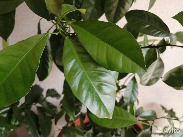 Мандариновое дерево