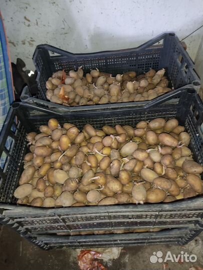 Семенной картофель галанка