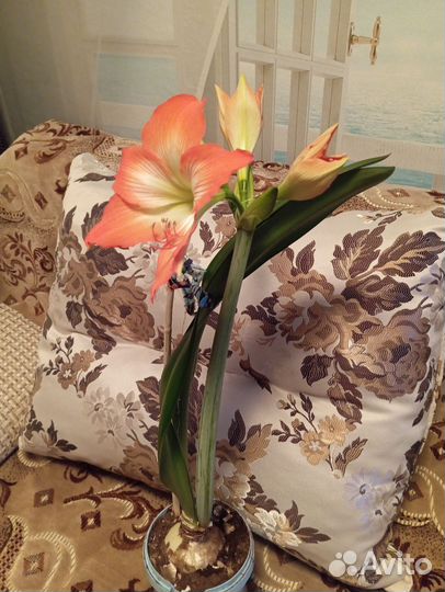 Гиппиаструм