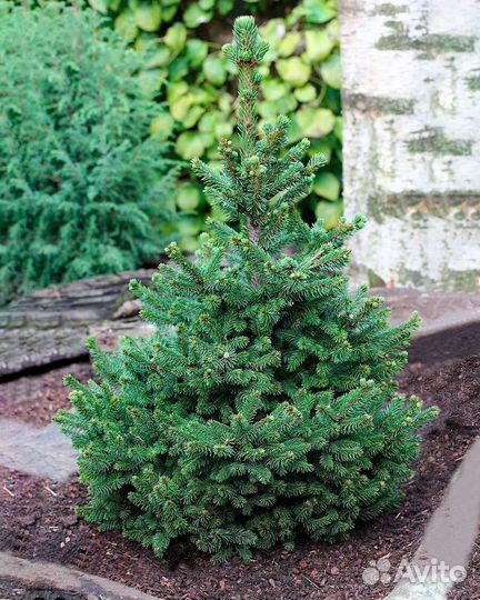 Ель Радлофф, Вилс цверг, Белобок, Ротенхаус, Буш л