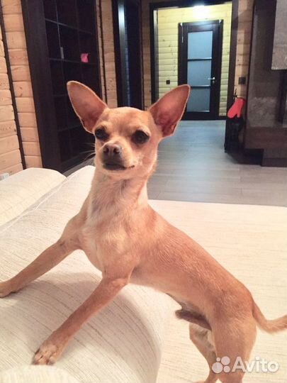 Той-терьер вязка