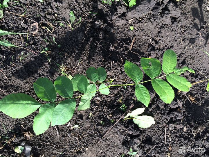 Саженцы - маньчжурский орех