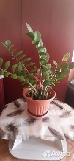 Замиокулькас