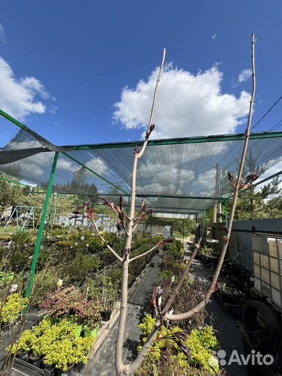 Клен крастнрлистный штамб