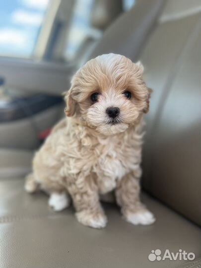 Мальтипу f1 mini мальчик