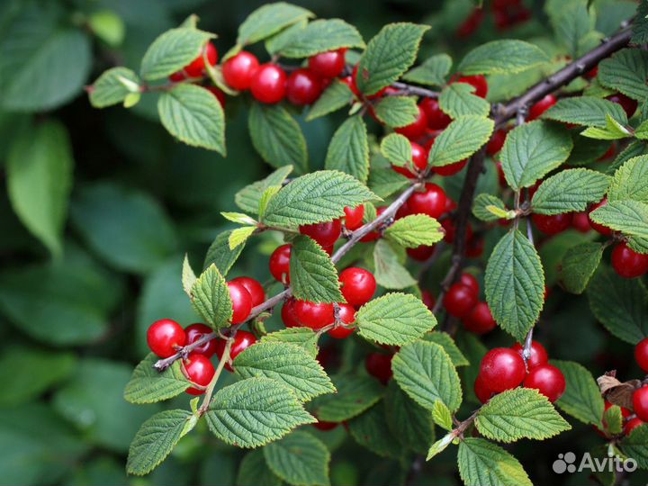 Вишня войлочная огонек саженец 2-х летка