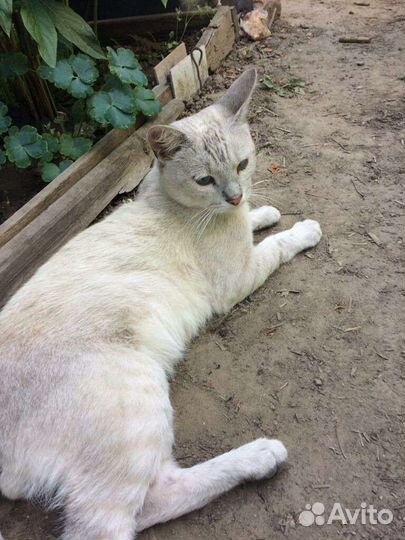 Котик ищет дом