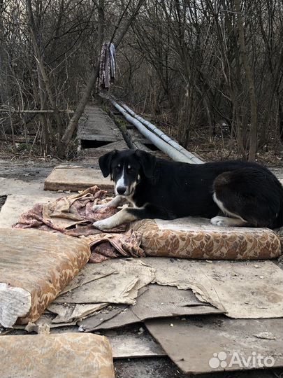 Охраник в дом