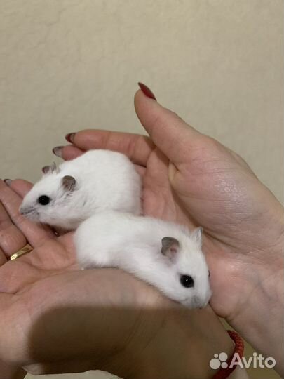 Джунгарский хомяк