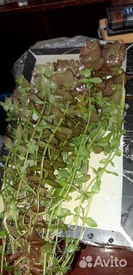 Бакопа и эхинодорус