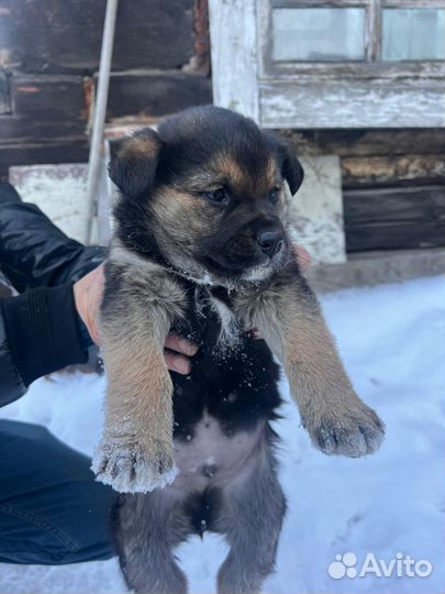 В добрые руки