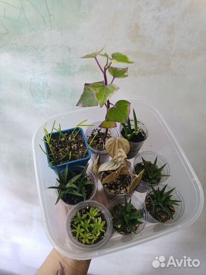 Комнатные растения