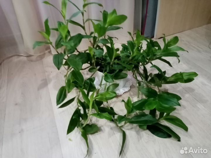 Традесканция