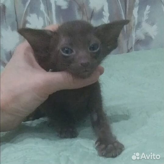 Ориентальные котята с родословными