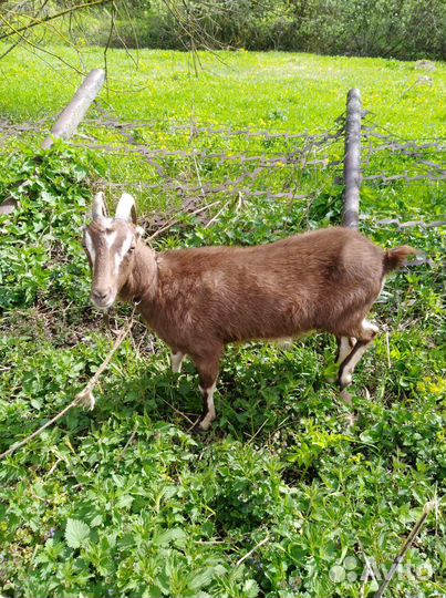 Коза ламанча