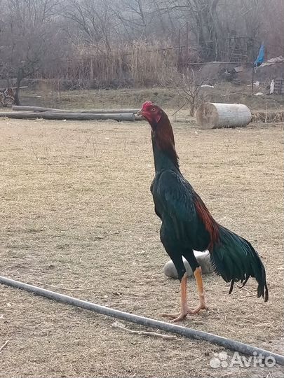 Бойцовые петухи тай- (осако)шамо