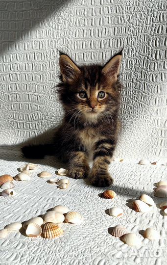 Котята мейн-кун