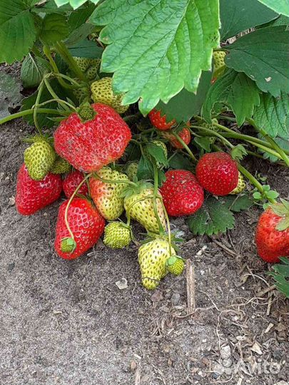 Продам рассаду