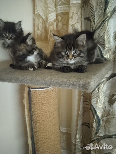 Котята мейн-кун