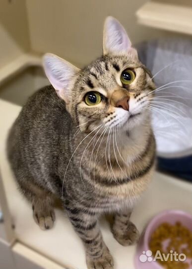 Спасите Магги