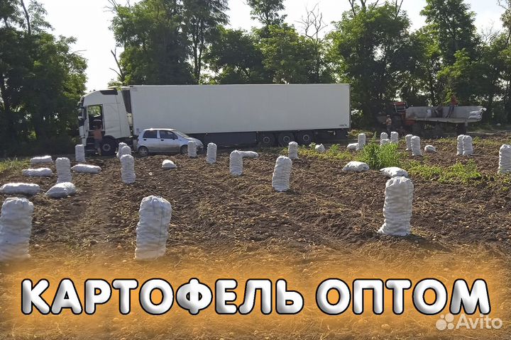 Картофель Оптом из Краснодарского края 28.07.2023