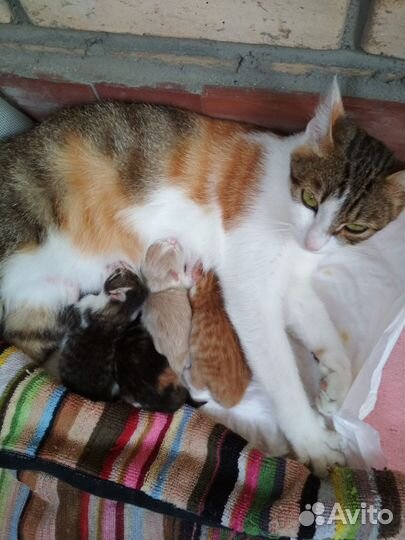 Котята красивые в добрые руки