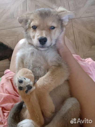 Щенок для души