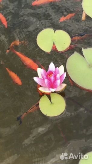 Нимфеи для пруда