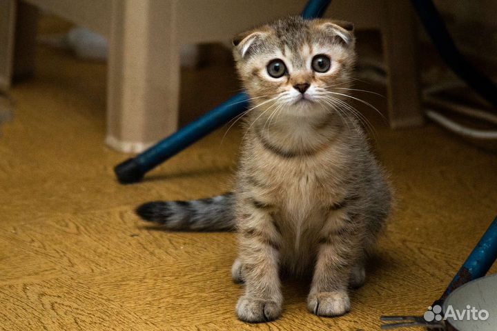 Шотландская золотая шиншилла