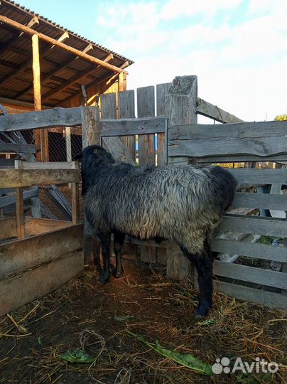 Овцы бараны