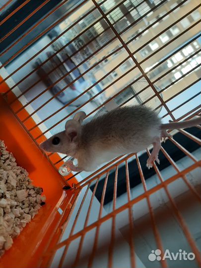 Иглистая мышь Акомис
