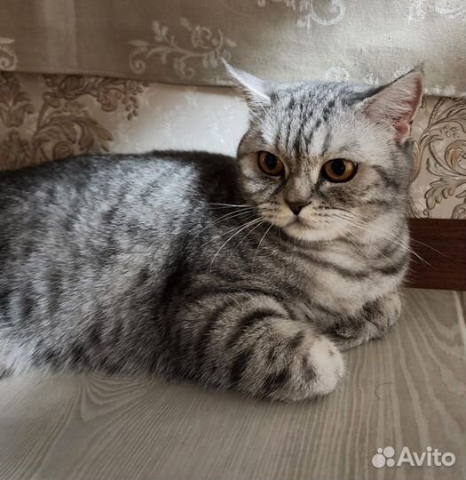 Кошка Боня в добрые руки