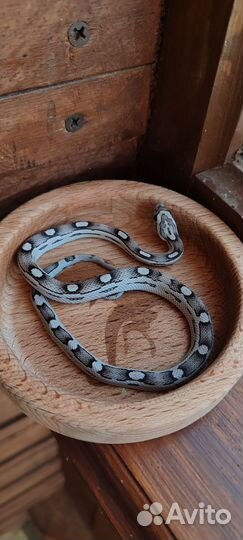 Змея Маисовый полоз