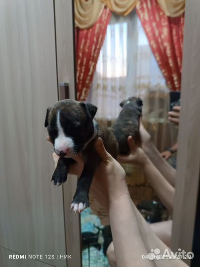 Щенки амстаффов