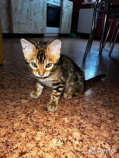 Бенгальский котенок мальчик