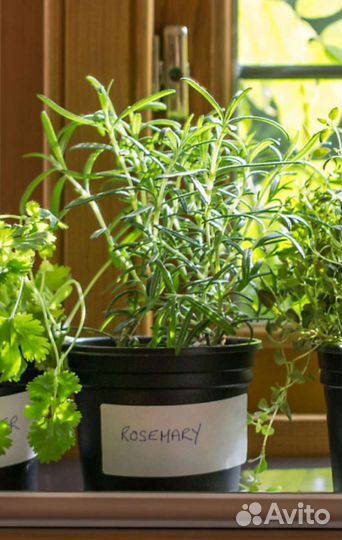 Розмарин. От опытного растениевода.Израиль, Крым