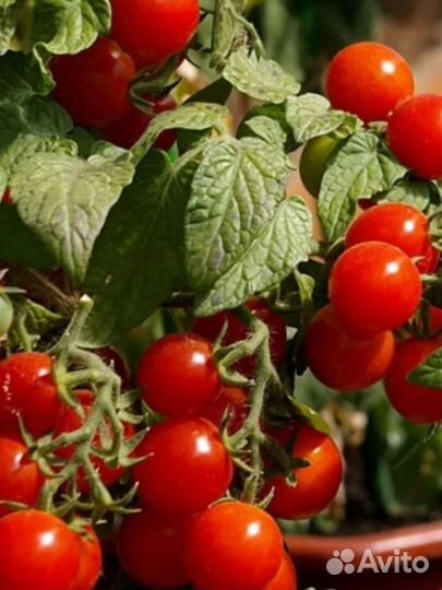 Семена томатов Балконных (Болгария)