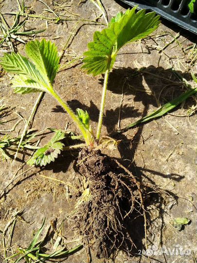 Земклуника саженцы