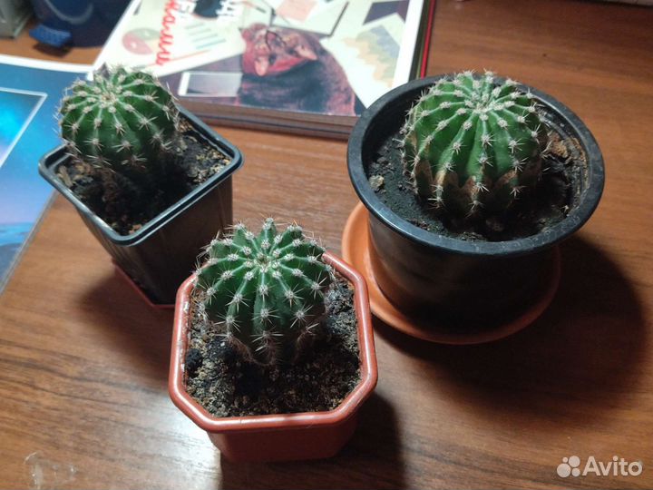 Продаю кактус, авокадо