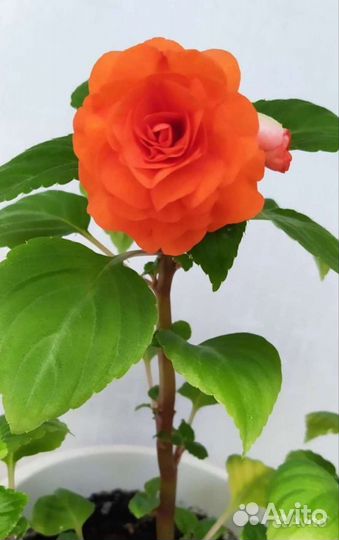 Бальзамин махровый